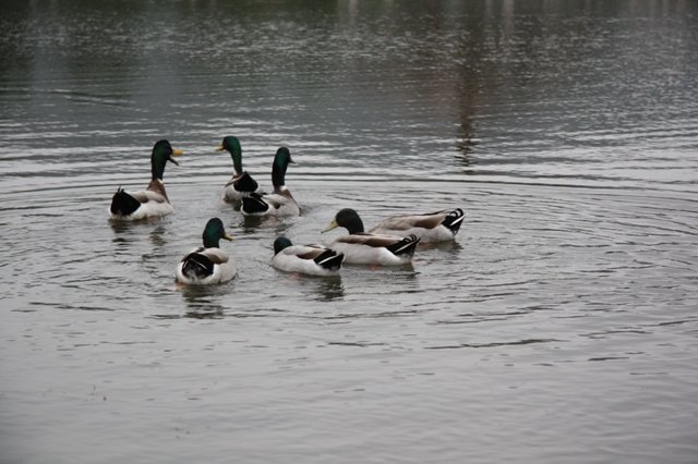 IMG_2912